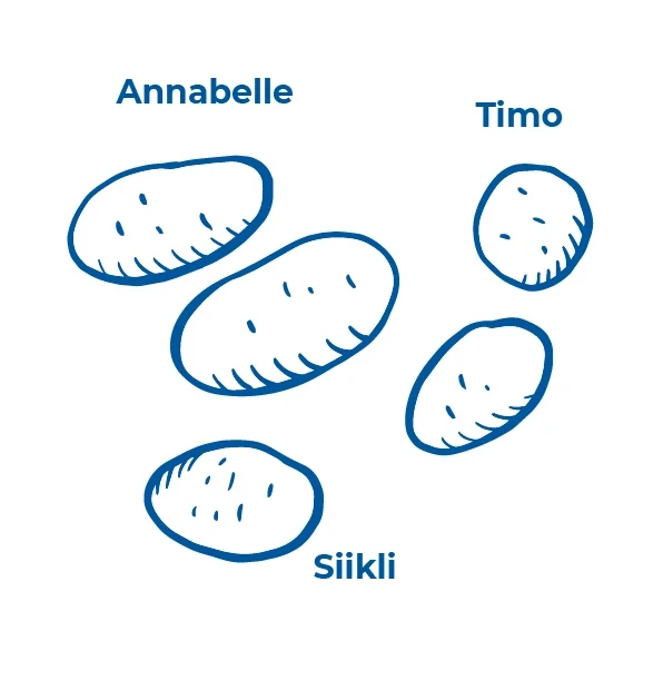 Valitse siemenperunat esimerkiksi Annabelle, Timo tai Siikli.