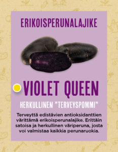 Violet Queen hyllytarra